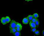 CXCL12 Antibody in Immunocytochemistry (ICC/IF)