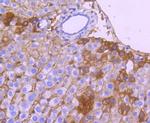 ApoA1 Antibody in Immunohistochemistry (Paraffin) (IHC (P))