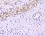 MYH11 Antibody in Immunohistochemistry (Paraffin) (IHC (P))