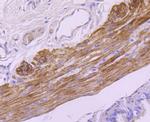 MYH11 Antibody in Immunohistochemistry (Paraffin) (IHC (P))