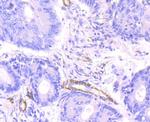MYH11 Antibody in Immunohistochemistry (Paraffin) (IHC (P))