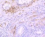 MYH11 Antibody in Immunohistochemistry (Paraffin) (IHC (P))