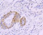 MYH11 Antibody in Immunohistochemistry (Paraffin) (IHC (P))