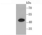 CXCR3 Recombinant Rabbit Monoclonal Antibody (JA61-33)