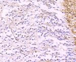 Calretinin Antibody in Immunohistochemistry (Paraffin) (IHC (P))