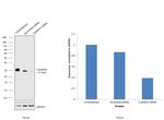 Calretinin Antibody in Western Blot (WB)