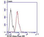 PCAF Antibody in Flow Cytometry (Flow)