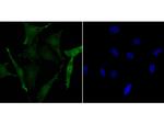 Phospho-CREB (Ser133) Recombinant Rabbit Monoclonal Antibody (JB25-40)