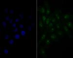 Nucleostemin Antibody in Immunocytochemistry (ICC/IF)