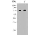 ICAD Antibody in Western Blot (WB)