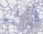 CIRBP Antibody in Immunohistochemistry (Paraffin) (IHC (P))