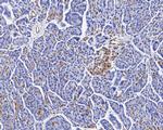 CIRBP Antibody in Immunohistochemistry (Paraffin) (IHC (P))