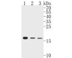 CIRBP Antibody in Western Blot (WB)