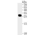 Pirh2 Antibody in Western Blot (WB)
