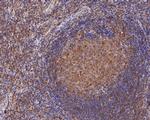 CARS Antibody in Immunohistochemistry (Paraffin) (IHC (P))