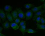 FADS1 Antibody in Immunocytochemistry (ICC/IF)