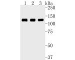 CC2D1A Antibody in Western Blot (WB)