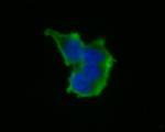 PIM2 Antibody in Immunocytochemistry (ICC/IF)
