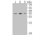 PIM2 Antibody in Western Blot (WB)