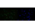 QKI Recombinant Rabbit Monoclonal Antibody (JE55-71)