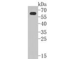 PAK3 Antibody in Western Blot (WB)