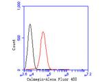 CLGN Antibody in Flow Cytometry (Flow)