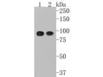 CLGN Antibody in Western Blot (WB)