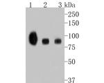 TrkB Recombinant Rabbit Monoclonal Antibody (JE58-22)
