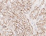 EGR1 Recombinant Rabbit Monoclonal Antibody (JE57-62)