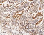 HDGF Antibody in Immunohistochemistry (Paraffin) (IHC (P))