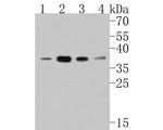 HDGF Antibody in Western Blot (WB)