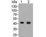 ARL13B Monoclonal Antibody (A4E4)