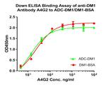 DM1 Antibody in ELISA (ELISA)