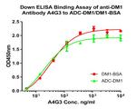 DM1 Antibody in ELISA (ELISA)