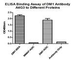 DM1 Monoclonal Antibody (A4G3)