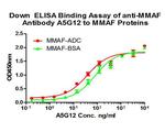 MMAF Antibody in ELISA (ELISA)