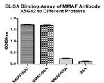 MMAF Antibody in ELISA (ELISA)