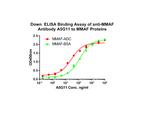MMAF Antibody in ELISA (ELISA)