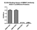 MMAF Antibody in ELISA (ELISA)