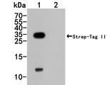 Strep Tag II Monoclonal Antibody (A5D11)