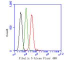 Fibulin 5 Antibody in Flow Cytometry (Flow)