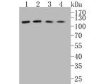Fibulin 5 Antibody in Western Blot (WB)