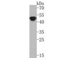p47phox Antibody in Western Blot (WB)