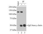 Bub1 Antibody in Western Blot (WB)