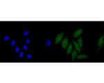 CLIC2 Monoclonal Antibody (A5G10)