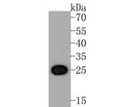 CLIC2 Antibody in Western Blot (WB)