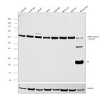 AMPK alpha-2 Antibody in Western Blot (WB)