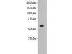 CD80 (B7-1) Antibody in Western Blot (WB)