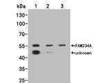 ITFG3 Monoclonal Antibody (A5-A10)
