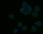 LRRN3 Monoclonal Antibody (A4-6-3)